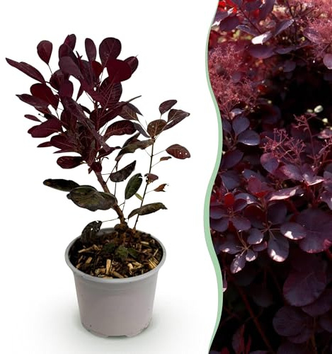 Cotinus coggygria Lilla – 12 cm – Altura aprox. 35 cm – follaje púrpura y flor de verano morada – arbusto caducifolio fácil de limpiar para arriates, balcones y terrazas