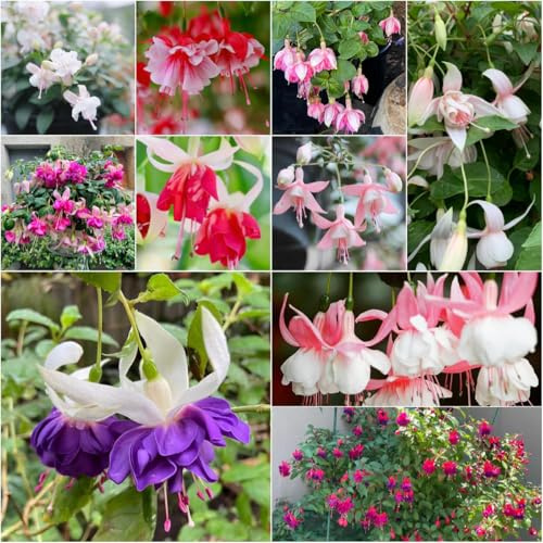 Fuchsiensamen balkongewächshäuser büropflanzen blumensaat dachbegrünung beet Fuchsien gartenblumen mehrjährig winterhart dekopflanzen blumengarten wildblumensamen 600samen