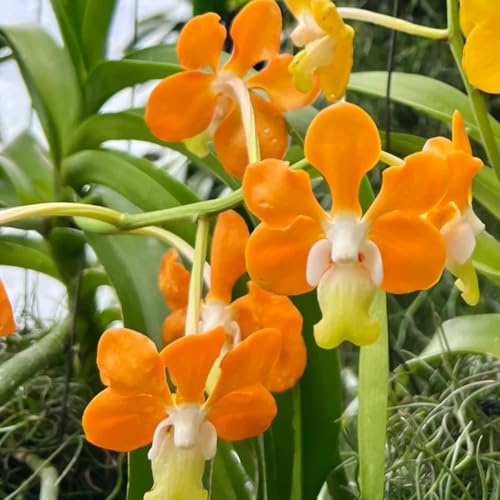 semi di orchidea vanda, d'appartamento che purificano l'aria orchidee resistenti per giardino roccioso, recisi da esterno resistenti rare, 120pcs
