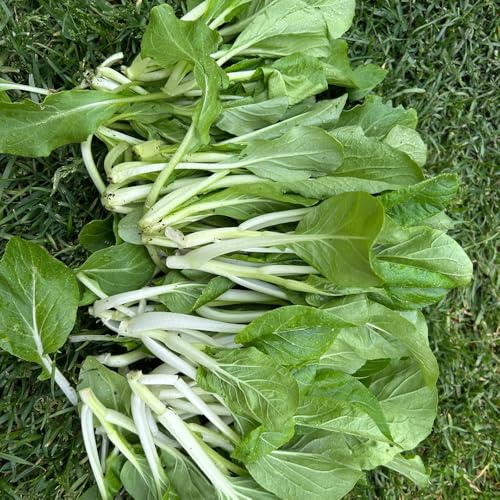 Semillas de pak choi - mostaza chinas - jardín rocas trepadoras decoración exterior orgánicas, variedades tradicionales 50pcs