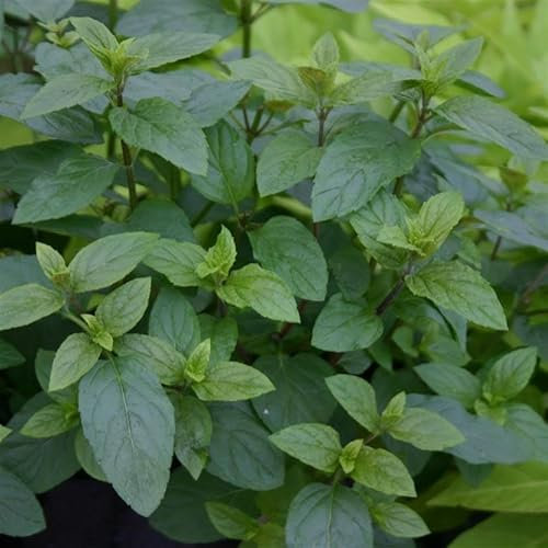 Mint 'Chocolate Peppermint' Mentha x piperita Cooking Herb Culinary Kitchen Fresh Aromatic Herbs Easy to Grow Your Own by Park Farm Plants (Seed)