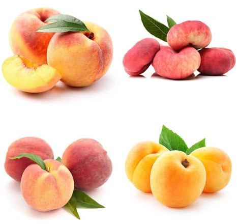 30 piezas comprar semillas de melocotonero - semillas de techo verde columnar resistente, con nectarina resistente, jardín