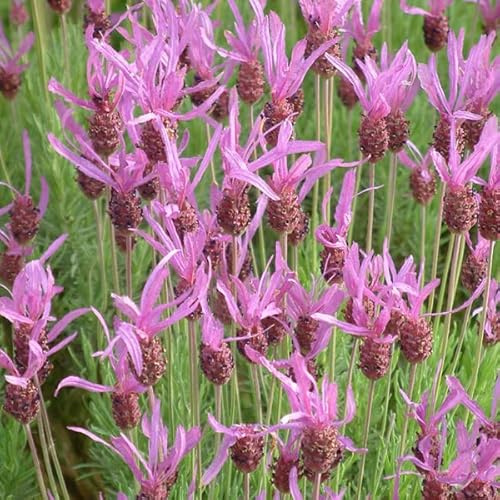12 unità Lavandula Stoechas Pedunculata - Lavanda Peduncolata Vaso 9x9cm ±1 m² - Pianta Aromatica con Fiori Rosa e Profumo Unico