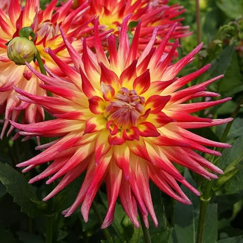 Dahlie Electric Flash | 1 Stück | Knolle | Gelb | Lila | 100% Blütegarantie | QFB Gardening