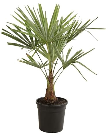 Palmier Chanvre Trachycarpus Fortunei 90/100 cm Pot 10l - Plante En Pot - Floraison Mai à Juin Exposition - Exposition Soleil ou Mi-ombre Sol