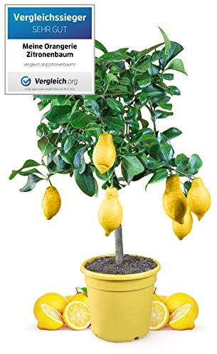 Meine Orangerie Zitronenbaum Mezzo - echter Citrusbaum - veredelte Zitrone im 6,5 Liter Topf - Citrus Limon - Lemon Tree - Fruchtreife Zitronen Pflanze in Gärtnerqualität