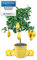 Meine Orangerie Citronnier Mezzo - Véritable agrumes - 80 à 100 cm - Citron raffiné dans un pot de 6,5 l - Citrus Limon - Citrus Citrus Arbres - Plante fruitée de qualité jardinier