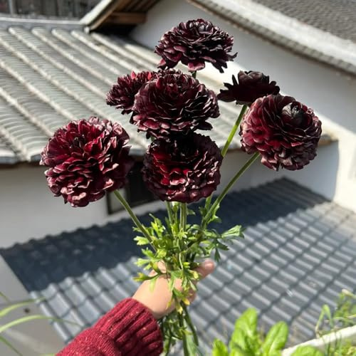 zwiebeln ranunkeln blumenzwiebeln - blumen zwiebeln, minigarten ranunculus butterblume deko knollen, flowers decoration, zimmerpflanzen deko wohnzimmer, balkonblumen frische blumen, 24pcs
