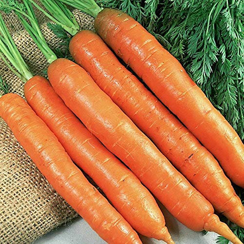 Bolly Bulbs® - Carrot Seeds 'Early Nantes 2' (2,000 Seeds)