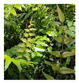 Stk - 100x Stenochlaena palustris Farn Garten Pflanzen - Samen B295 - Seeds & Plants Shop by Ipsa