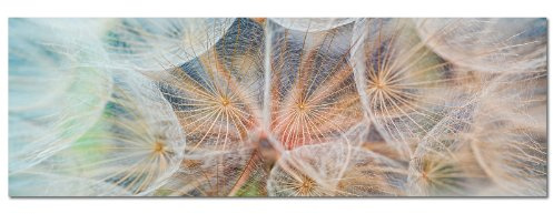 Paul Sinus Art Panoramabild auf Leinwand und Keilrahmen 120x40cm Pusteblume Löwenzahn weich Nahaufnahme