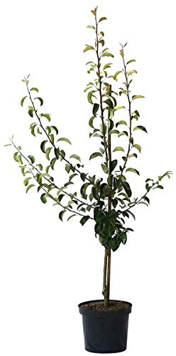 Birnenbaum Clapps Liebling Sommerbirne Buschbaum 110-140 cm im 9,5 Liter Topf Unterlage Quitte A