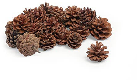 Pommes de pin VBS, env. 4 cm, 250 g