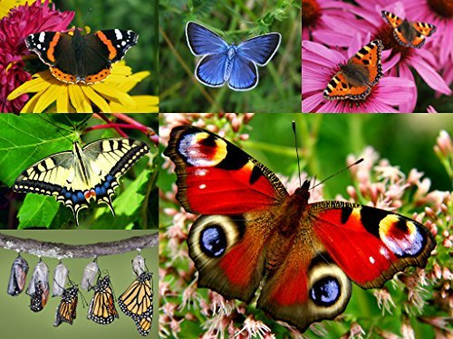 Edition Colibri Set de cartes postales avec 6 papillons différents d'Europe avec vernis brillant sur le recto