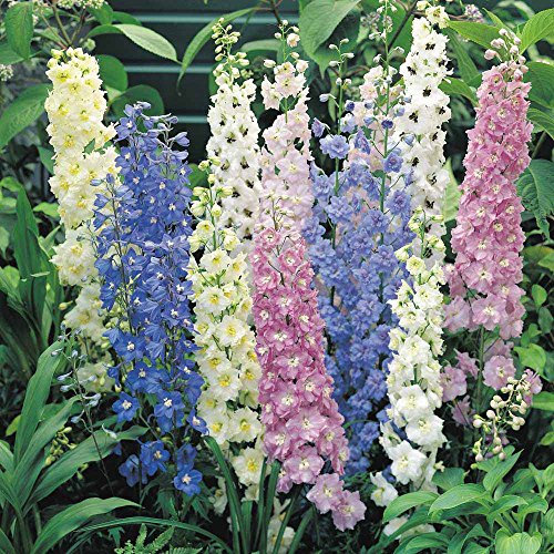 Delphinium Pacific Giants Mix XXL Size Pack x3 Perennial Plug Plants