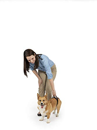 PetSafe CareLift Hinteres Stützgeschirr - Hebehilfe mit Griff - Ideal für Haustier-Mobilität und ältere Hunde - Bequemes, atmungsaktives Material - Einfach einzustellen - Klein, Rot
