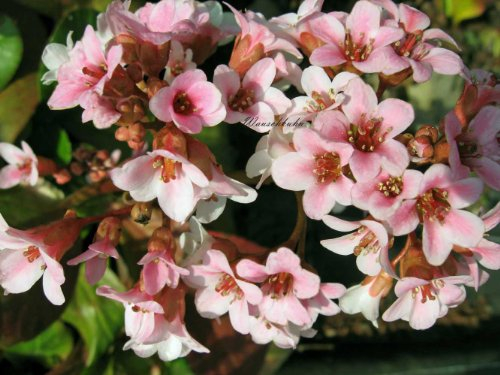 Staudenkulturen Wauschkuhn Bergenia Hybride 'Traum' - Bergenie - Staude im 11cm Topf
