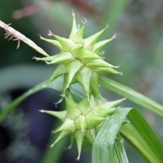 Carex grayi – Winterhart, Mehrjährig, Pflegeleicht – Morgenstern-Segge – Ziergras für Beet & Kübel
