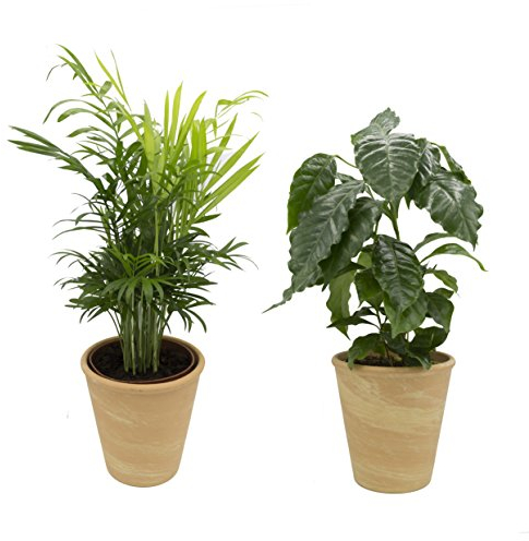Dominik Blumen und Pflanzen, Indoor Duo - Kaffeepflanze und Zimmerpalme mit Dekotopf, terrakotta, 10,5 - 12 cm Topf, 20 - 30 cm hoch, Zimmerpflanzen, Kübelpflanzen