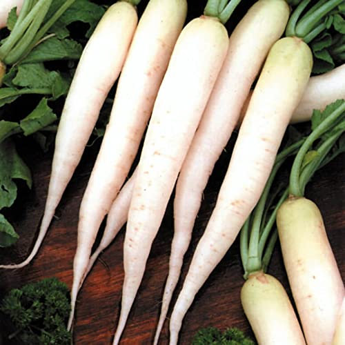 (50) giapponese Daikon - Semi di ravanello daikon
