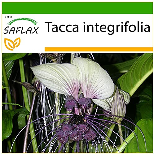 SAFLAX - Vit Fladdermusblomma - 10 Frön - Med pottsubstrat för bättre odling - Tacca integrifolia