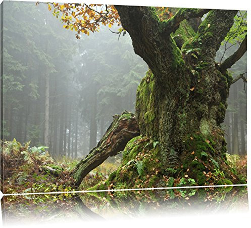 Pixxprint Dicker Baum im Wald im Moos, Größe: 120x80cm, Leinwandbild, fertig gespannt, Wandbild, Dekoration, Kunstdruck, kein Poster