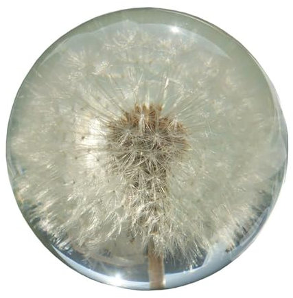 CCVVBFD Briefbeschwerer aus echtem Löwenzahn,Briefbeschwerer Löwenzahn, EIN Traumball Kristall Wunschkugel. Einzigartiger Briefbeschwerer aus Löwenzahn,A-8CM