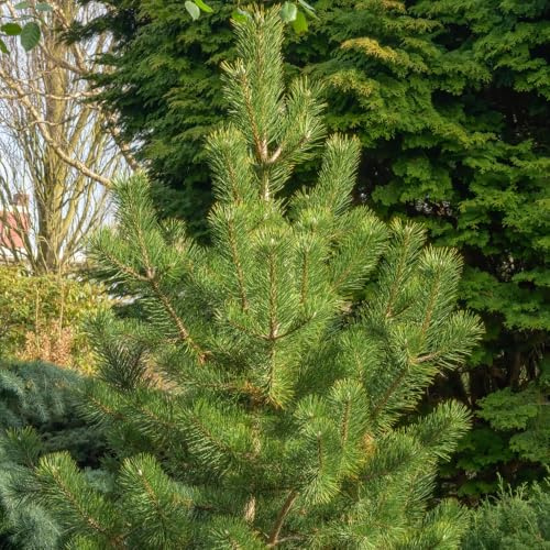Pinus thunbergii 'Kotobuki' Dwarf Conifer, Elegant Pyramidal Form, Ideal for Bonsai, Small Spaces, Containers, Coastal Gardens, 1X 2 Litre Pot by Thompson and Morgan