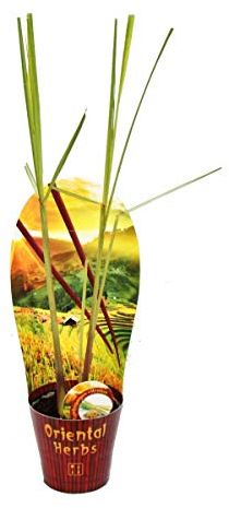 Citronnelle, Cymbopogon citratus, 12cm Pot