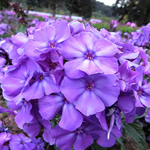 Easy to Grow Phlox Blue Paradise 1 Bareroot - Summer Fragrant Blue-Violet Blooms, Tall Garden Phlox Flower