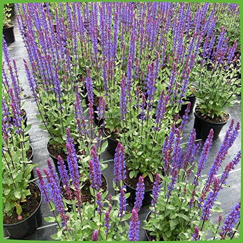 GARTEN SCHLÜTER® Steppensalbei 'Caradonna' (Salvia nemorosa) - 1 Pflanze