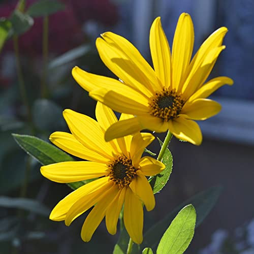 Maximilian Sunflower Seeds Helianthus maximiliani Hardy Perennial Chocolate Scented Yellow Blooms Easy to Grow Your Own Garden Flowers 1x Packet (Approx. 40 Seeds) by Thompson and Morgan