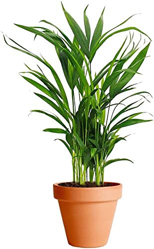 Palma Areca con Maceta de Cerámica DECOALIVE Palmera de Interior Dypsis Lutescens Planta Natural