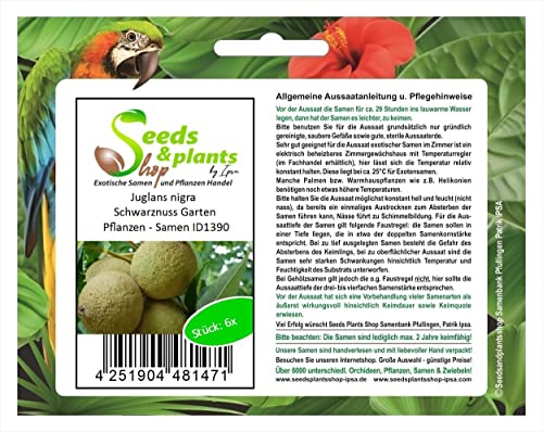 Seeds Plants Shop - 6 piante da giardino Juglans nigra Nigra Noce Nere, ID1390