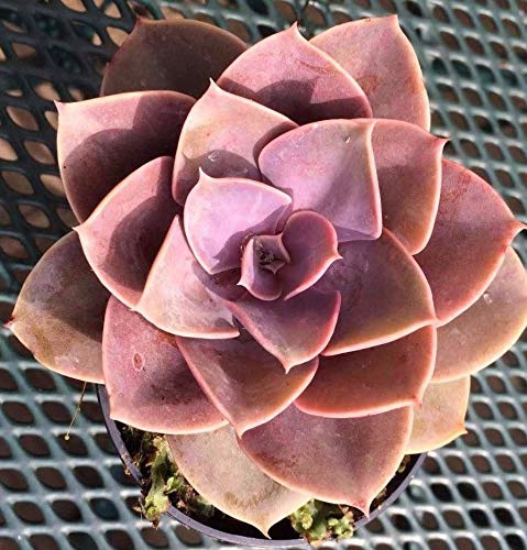 Echeveria Duchess of Nuremberg Pink/Grey Fleshy Leaves Evergreen Succulent