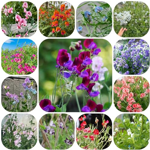 wicken, edelwicke, kletterpflanzen winterhart blumensamen gastgeschenk schmetterlingswiese blumensamen bienenfreundlich herbstblumen 300samen