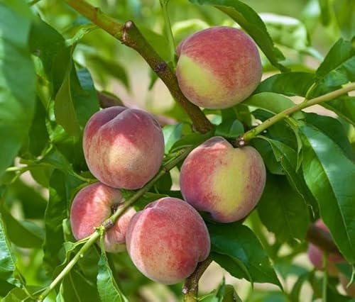 Pfirsich `Früher roter Ingelheimer´, Buschbaum, 120-140cm im 10L-Topf