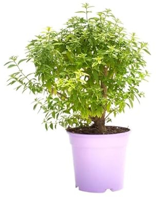 DECOALIVE Planta Hierbaluisa Natural Verbena de Indias para Terraza y Jardín Planta Aromática