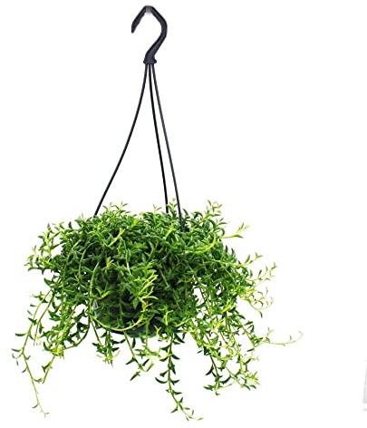 Exotenherz Senecio peregrinus Delphin-Pflanze Delfinhalskette sukkulente Ampelpflanze 14cm Ampel hängend