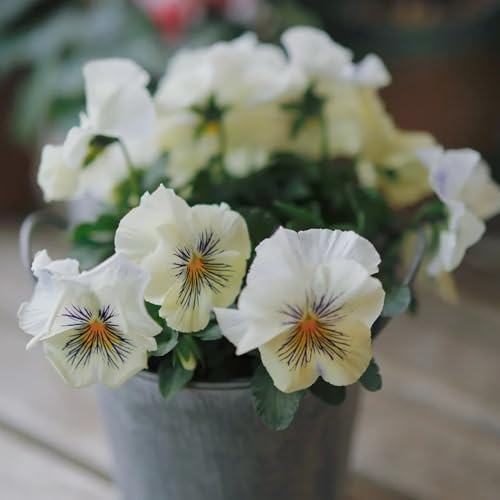 Semillas de pensamiento - Semillas de perennes resistentes viola tricolor - de balcón resistentes variedades antiguas 250pcs