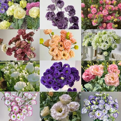 semillas de lisianthus de jardín, interior lisianto decorativas, resistentes al exterior para lugares 250pcs