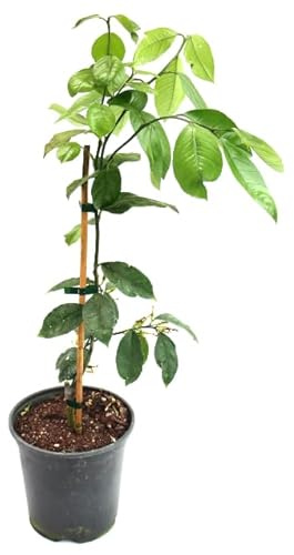 Citrus Limon Natural Árbol para Cultivar Limones que Debes Tener en tu Huerto