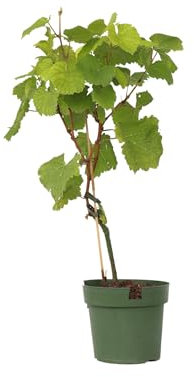 Plant in a Box - Vitis vinifera 'Vanessa XL' - Traubenpflanze - ⌀21cm - Höhe 60-75cm