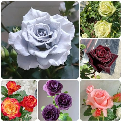 Semillas de jardín de rosales, raras Rosa chinensis jardín de arbustos en resistentes semillas de Decoración de jardín para exteriores regalos sostenibles 200pcs