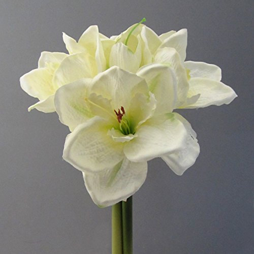 Fuchs seit 1895 Künstlicher Amaryllis Bund in Creme Kunstpflanze 30 cm