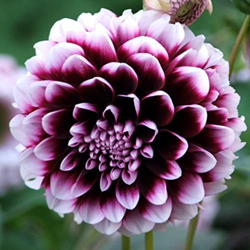 Dalia | Zinnia | Bulbi di Dalia | Bulbi Fiori Perenni | Piante in vaso da interno, decorazione del giardino