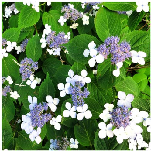 Hydrangea serrata 'Bluebird' in 2L Pot Lace-Cap Hydrangea with Stunnigng Colours 3fatpigs®