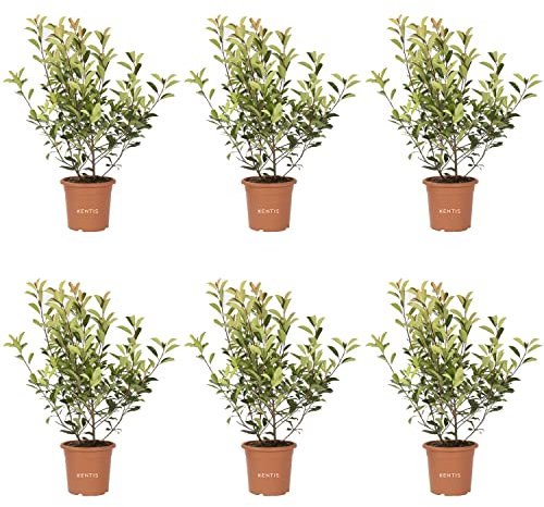 KENTIS - Set di Photinia × Fraseri Red Robin - Piante da Siepe da Esterni Sempreverdi - H 100-125 cm Vaso Ø 24 cm