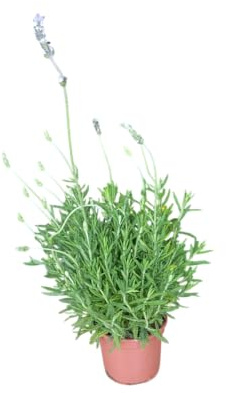 Planta Aromática – Arbusto de Lavanda Natural para el Huerto o la Terraza