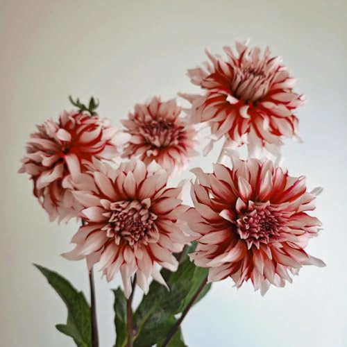 tuberi di dalia resistenti giardino e balcone decorazioni esterni 10pcs
